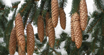 Abies Excelsa (Norway Pine)
