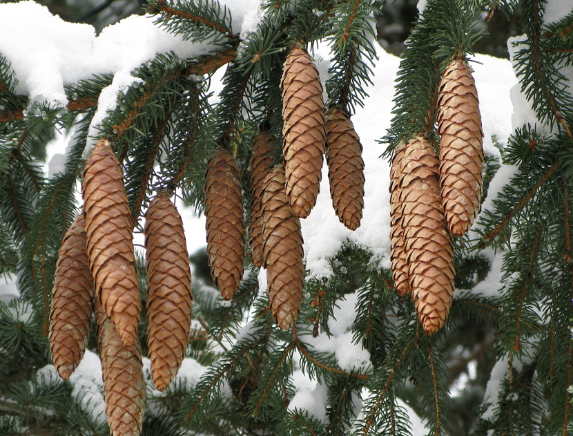 Abies Excelsa (Norway Pine)