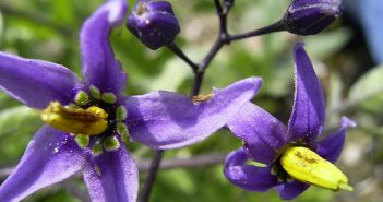 Amara Dulcis, Solanum Dulcamara (Bitter-Sweet)