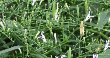 Andrographis Paniculata (Chiretta)