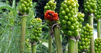 Arum Triphyllum (Dragon)