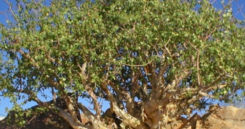 Balsamodendron Myrrha (Myrrh)