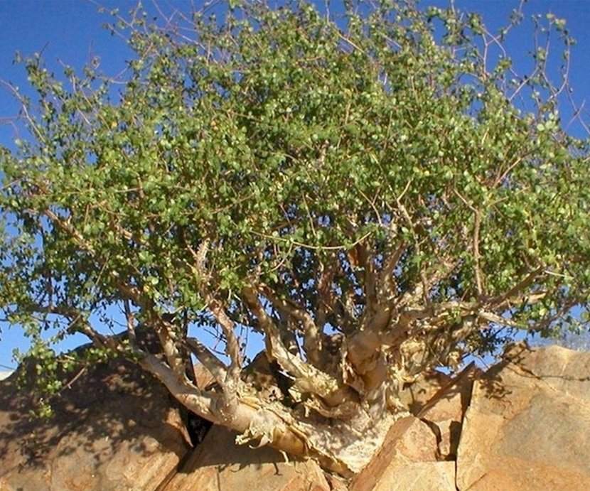 Balsamodendron Myrrha (Myrrh)