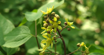 Caulophyllum Thalictroides (Papoose)