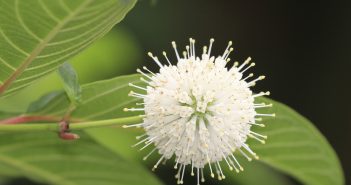 Cephalanthus Occidentalis (Globe Flower)