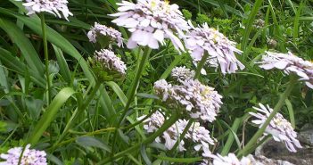 Chiococca Racemosa (Cahinca)