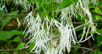 Chionanthus Virginica (Old Man's Beard)