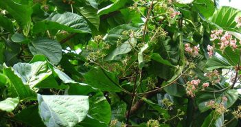 Cinchona (Peruvian Bark)