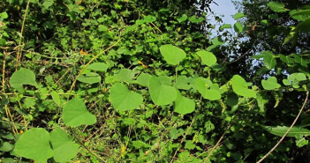 Cissampelos Paretra (Pareira Brava)