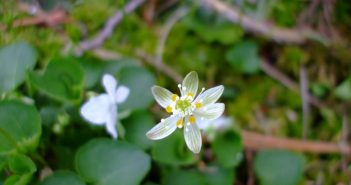 Coptis Trifolia (Gold Thread)