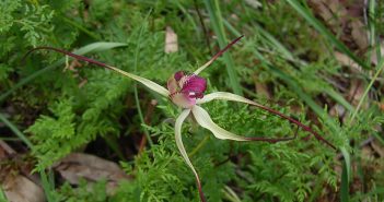 Corallorhiza Odontorhiza (crawley)