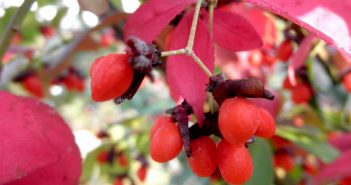 Euonymus Atropurpureus (Burning Bush)