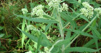 Eupatorium Perfolliatum (Boneset)