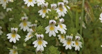 Euphrasia officinalis (Eye-bright)