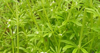 Galium Aparine (Cleavers)