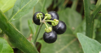 Garden Solanum Nigrum (Nightshad Garden)