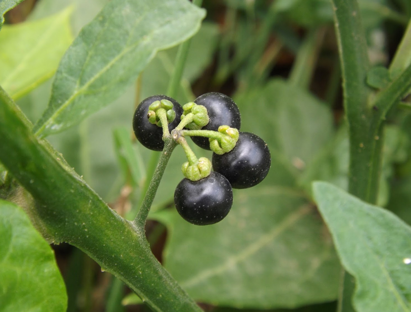 Garden Solanum Nigrum (Nightshad Garden) 
