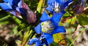 Gentian Luter (Gentian)