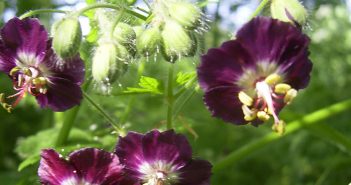 Geranium Msculatum (Cranesbill)