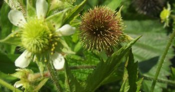 Geum Virginianum (White Avens)