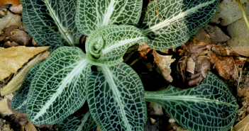 Goodyera Pubescens (Net Leaf Plantain)