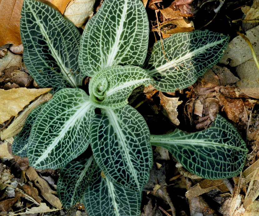 Goodyera Pubescens (Net Leaf Plantain)