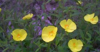 Helianthemum Canadenswe (Forost-Weed)