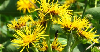 Inula Helenium (Elecampane)