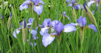 Iris Versicollor (Blue Flag)