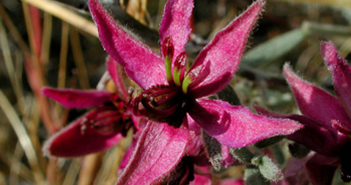 Krameria Triandria (Rhatany)
