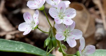 Leftandeia Virginica (Black Root)