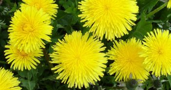 Leontodon Taraxacum (Dandelion)