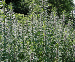 Leonurus Cardiaca (Motherwort)