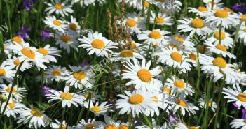 Leucanthemum Vulgare (Daisy)