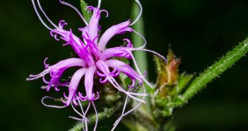 Liatris Squarrosa (Blazing Star)