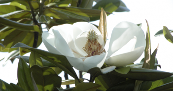 Magnolia Glauca (Magnolia)