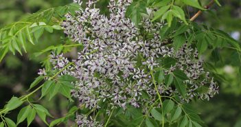 Melia Azedarach (Bead Tree)