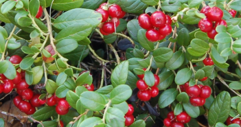 Mitchella Repens (Partridgf Berry)