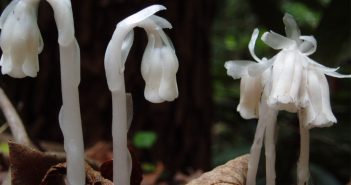 Monotropa Uniflora (Bird,Nest)