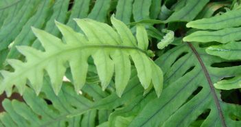 POlypodimu Vulgare (Female Fern)