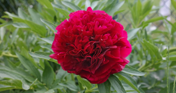 Paeoina Officinalis (Peony)