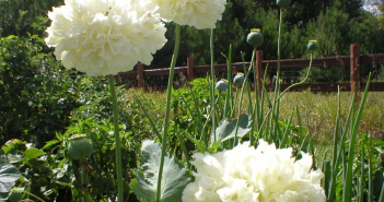 Papaver Somniferum (Opium)