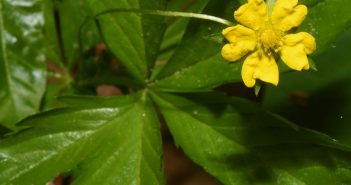 Potentilla Canadensis (Cinque-Foil)