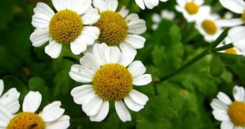 Pyerethrum Parthenium (Fevrfew)