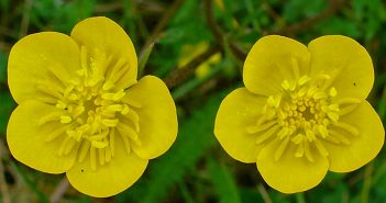 Ranunculus Bulbosus (Crowfoot)