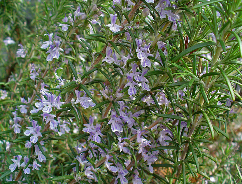 Rosmarinus Officinalis (Rosemary)