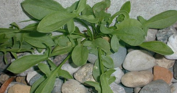 Rumex acetosella (Sheep Sorrel)
