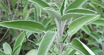 Salvia Officinalis(Sage)