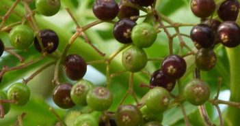 Sambucus Canadensis (Elder)