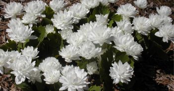 Sanguinaria Canadensis (Blooderoot)